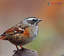 Brown Accentor_Prunella fulvescens