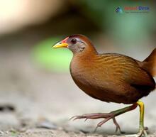 Brown Crake_Zapornia akool