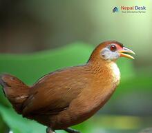 Brown Crake_Zapornia akool