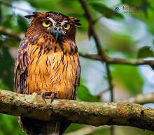 Brown Fish Owl_Ketupa zeylonensis