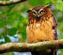 Brown Fish Owl_Ketupa zeylonensis