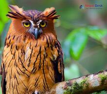 Brown Fish Owl_Ketupa zeylonensis