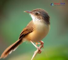 Brown Prinia_Prinia polychroa