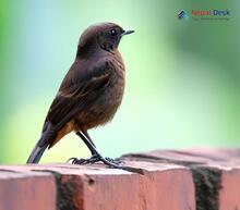 Brown Rock Chat_Oenanthe fusca