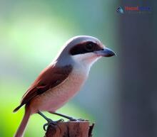 Brown Shrike_Lanius cristatus