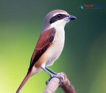 Brown Shrike_Lanius cristatus