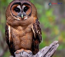 Brown Wood-Owl_Strix leptogrammica