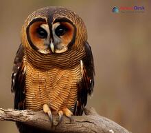 Brown Wood-Owl_Strix leptogrammica