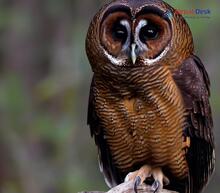 Brown Wood-Owl_Strix leptogrammica