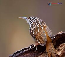 Brown-Throated Treecreeper_Certhia discolor