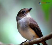 Brown-breasted Flycatcher_Muscicapa muttui