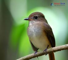 Brown-breasted Flycatcher_Muscicapa muttui