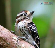 Brown-capped Pygmy Woodpecker_Yungipicus nanus