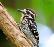 Brown-capped Pygmy Woodpecker_Yungipicus nanus