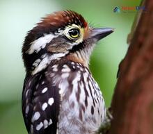 Brown-capped Pygmy Woodpecker_Yungipicus nanus