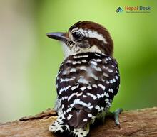 Brown-capped Pygmy Woodpecker_Yungipicus nanus