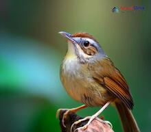 Brown-flanked Bush Warbler_Horornis fortipes