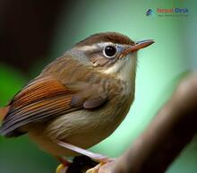 Brown-flanked Bush Warbler_Horornis fortipes