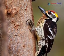 Brown-fronted Woodpecker_Dendrocopos auriceps