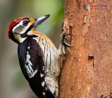 Brown-fronted Woodpecker_Dendrocopos auriceps