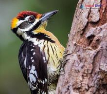 Brown-fronted Woodpecker_Dendrocopos auriceps