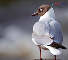 Brown-headed Gull_Chroicocephalus brunnicephalus