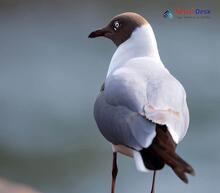 Brown-headed Gull_Chroicocephalus brunnicephalus