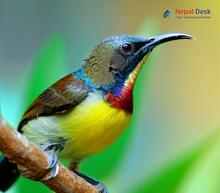 Brown-throated Sunbird_Anthreptes malacensis