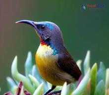 Brown-throated Sunbird_Anthreptes malacensis