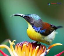 Brown-throated Sunbird_Anthreptes malacensis