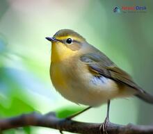 Buff-throated warbler Phylloscopus subaffinis