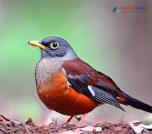 Chestnut Thrush_Turdus rubrocanus