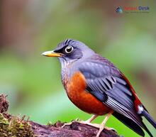 Chestnut Thrush_Turdus rubrocanus