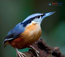 Chestnut-bellied Nuthatch_Sitta cinnamoventris