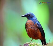Chestnut-bellied Rock-Thrush_Monticola rufiventris