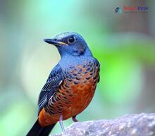 Chestnut-bellied Rock-Thrush_Monticola rufiventris