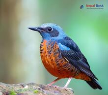 Chestnut-bellied Rock-Thrush_Monticola rufiventris