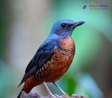 Chestnut-bellied Rock-Thrush_Monticola rufiventris