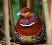 Chestnut-breasted Partridge_Arborophila mandellii