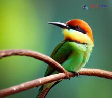 Chestnut-headed Bee-eater_Merops leschenaulti