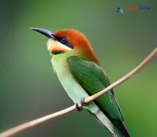 Chestnut-headed Bee-eater_Merops leschenaulti