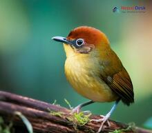 Chestnut-headed Tesia_Cettia castaneocoronata