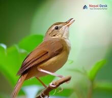 Chinese Bush Warbler_Locustella tacsanowskia