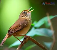 Chinese Bush Warbler_Locustella tacsanowskia