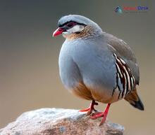 Chukar Partridge_Alectoris chukar