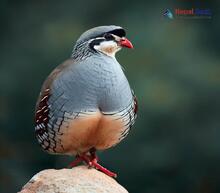 Chukar Partridge_Alectoris chukar