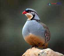 Chukar Partridge_Alectoris chukar