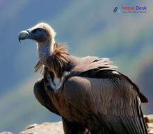 Cinereous vulture_Aegypius monachus