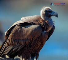 Cinereous vulture_Aegypius monachus