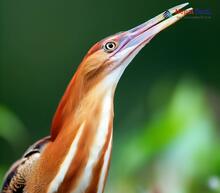 Cinnamon Bittern_Ixobrychus cinnamomeus